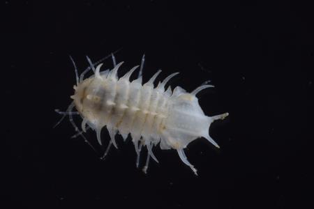 Monolistra Bolei
